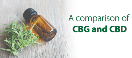 a phoo for a blog article comparing cbg and cbd