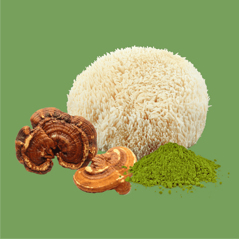 picture of all the ingredients for Focus gummies from mushroom FX are made with turkey tail mushrooms, lions mane, matcha tea extract, caffeine and L-Theanine 